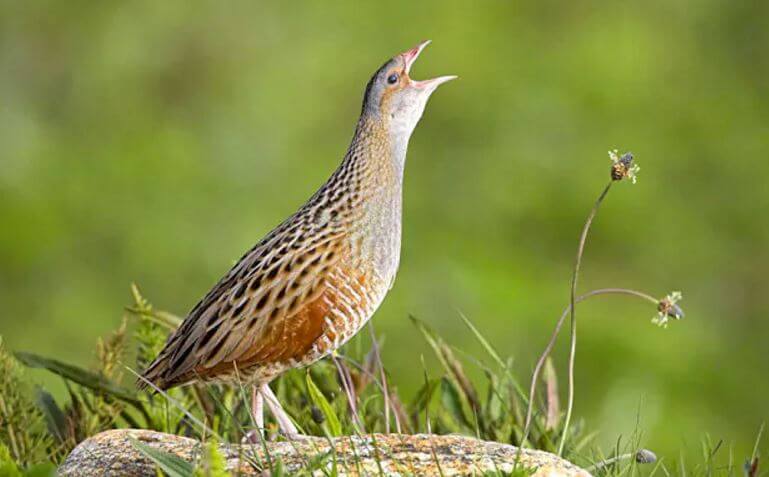 Return of the Corncrake